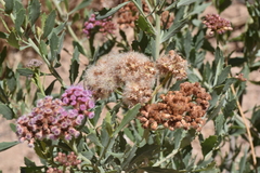 Tessaria absinthioides