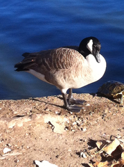 Branta canadensis