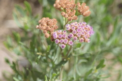 Tessaria absinthioides