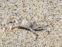 Ocypode occidentalis