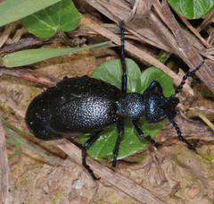 Meloe proscarabaeus