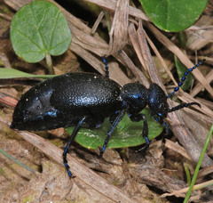 Meloe proscarabaeus