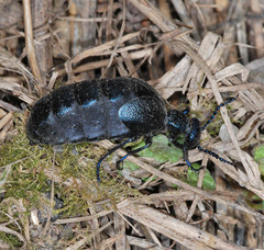 Meloe proscarabaeus