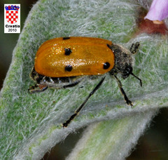 Lachnaia sexpunctata