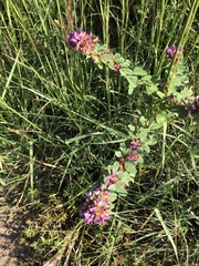 Lespedeza stuevei
