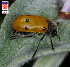 Lachnaia sexpunctata