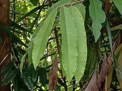 Diospyros blancoi