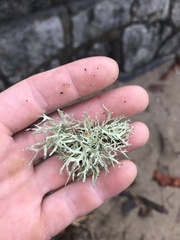 Ramalina farinacea