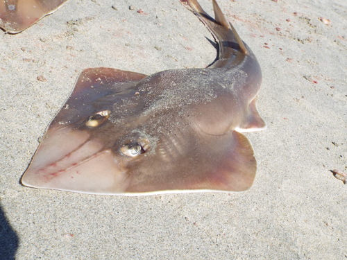 Whitenose guitarfish (Pseudobatos leucorhynchus) — Rhinobatidae — 4
