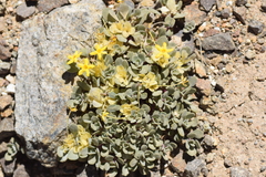 Cruckshanksia macrantha