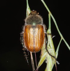 Chaetopteroplia segetum