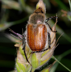 Chaetopteroplia segetum