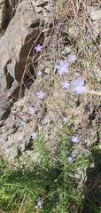 Wahlenbergia violacea
