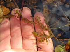 Chaetophoropsis