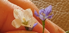 Wahlenbergia violacea