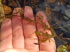 Chaetophoropsis