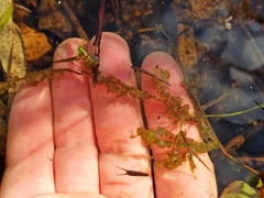 Chaetophoropsis