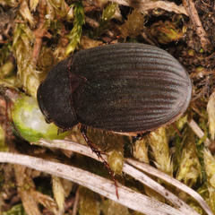 Maladera holosericea
