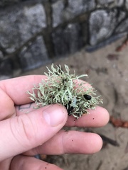 Ramalina farinacea