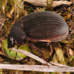 Maladera holosericea