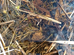 Chaetophoropsis