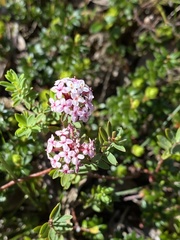 Pimelea alpina
