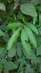 Lepisanthes tetraphylla