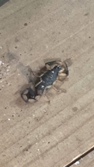 Centruroides bicolor