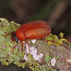 Serica brunnea