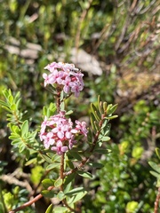Pimelea alpina