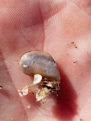 Mytilus platensis