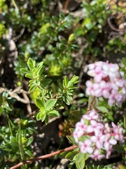 Pimelea alpina