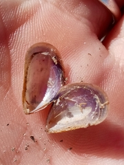 Mytilus platensis