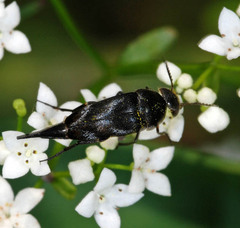 Variimorda villosa