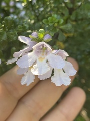 Prostanthera cuneata