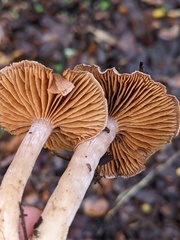 Cortinarius ohlone