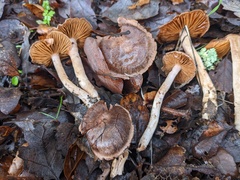 Cortinarius ohlone