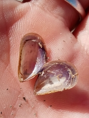Mytilus platensis