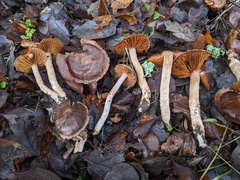 Cortinarius ohlone