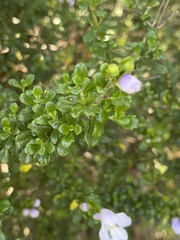 Prostanthera cuneata