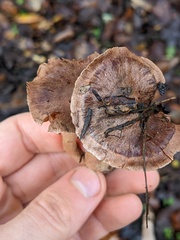 Cortinarius ohlone
