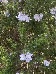 Prostanthera cuneata