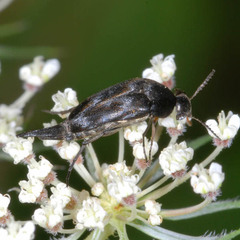 Variimorda villosa