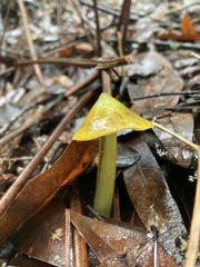 Hygrocybe singeri
