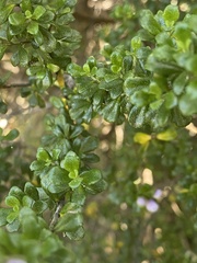Prostanthera cuneata