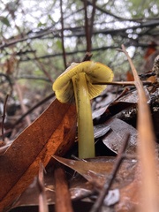 Hygrocybe singeri