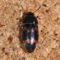 Litargus connexus