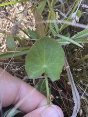 Centella cordifolia