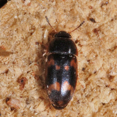 Litargus connexus