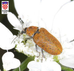 Mycterus curculioides